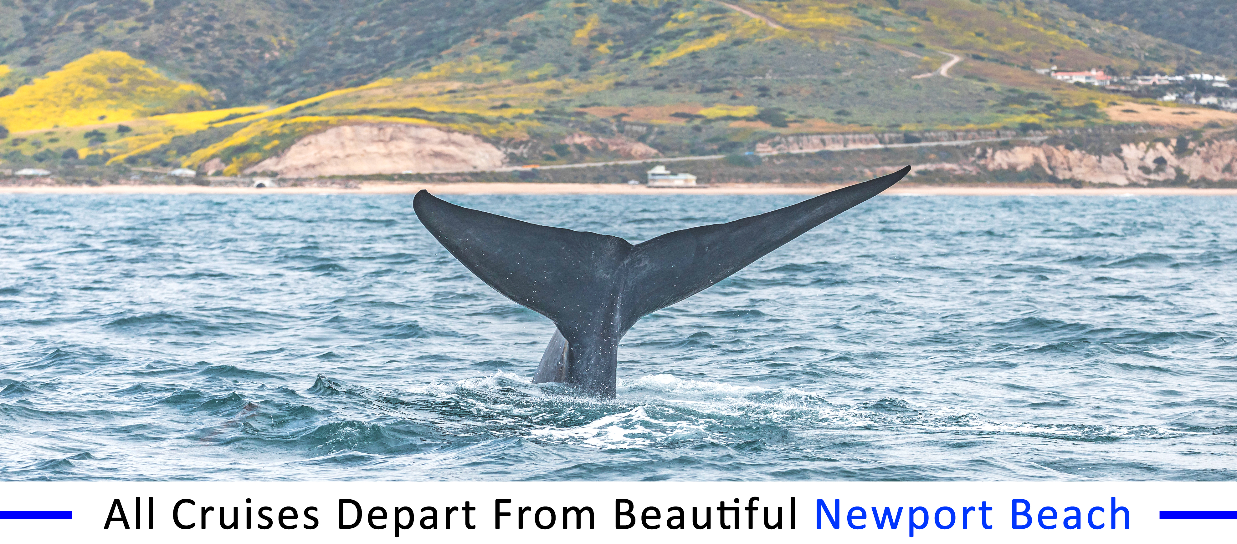 whale-watching-Redondo-beach Redondo-beach-whale